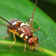 Illustration for article titled Fruit fly intestines could hold a vital clue to increasing human longevity